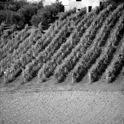 Saladini e Pilastri 19 Saladini e Pilastri 19